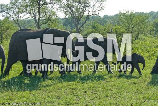 Afrikanischer Elefant (101 von 131).jpg